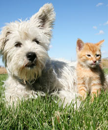 hund und katze